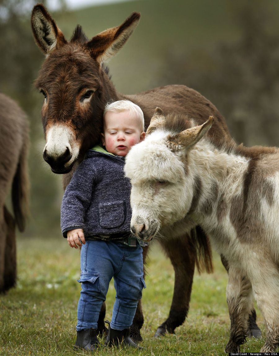 mini donkey 2