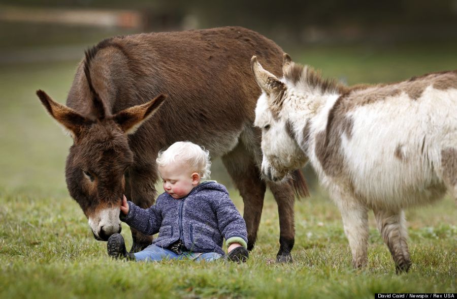 mini donkey 3