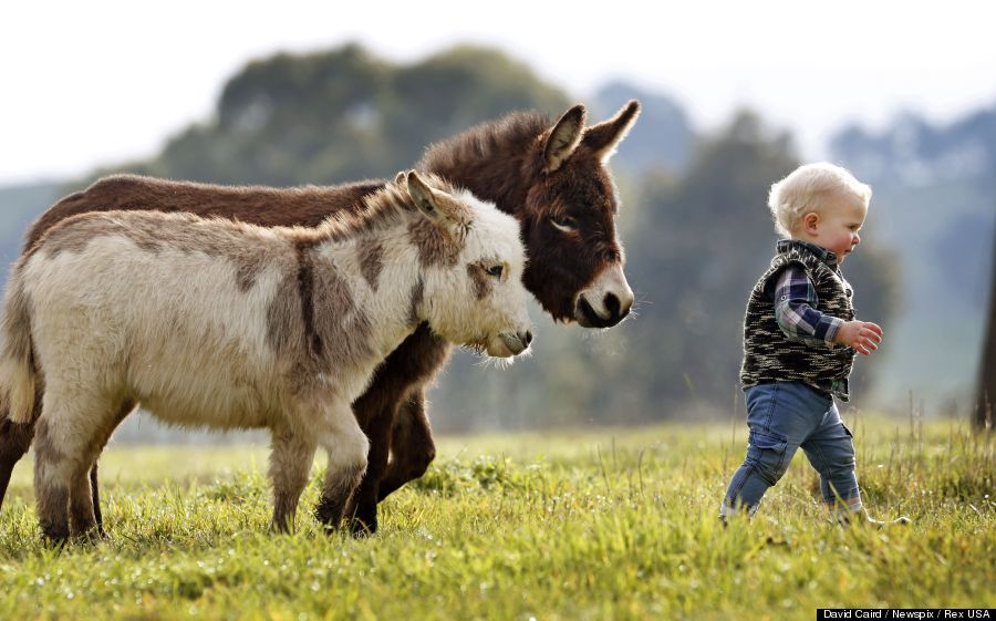 mini donkeys