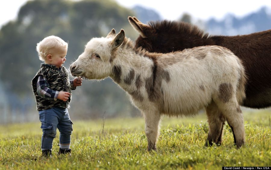 mini donkey 5