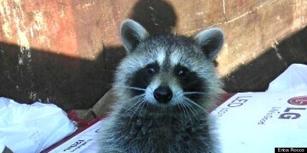 Raccoon Stuck In Dumpster Gets Rescued By Bearded Good Samaritan With ...