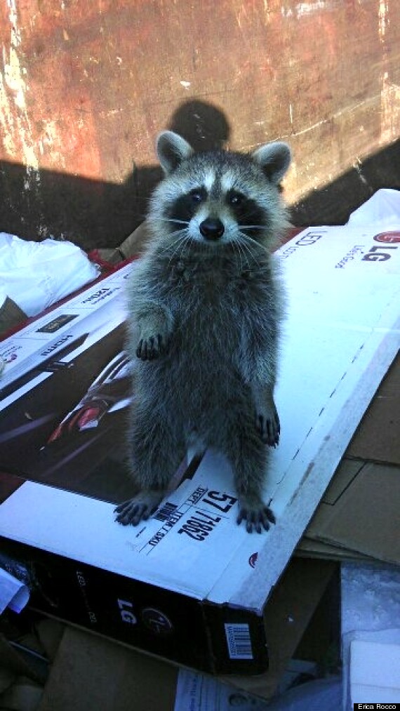 raccoon