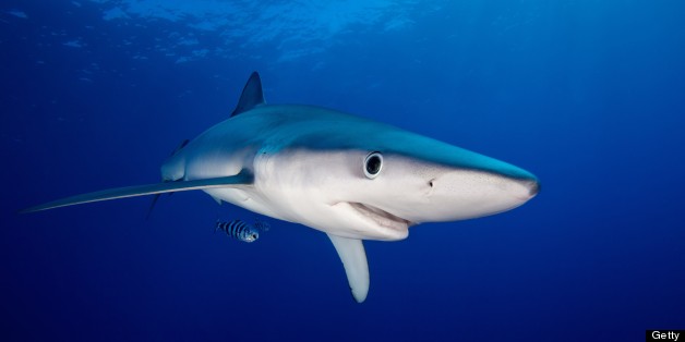 Rare Blue Shark Spotted In Cornwall