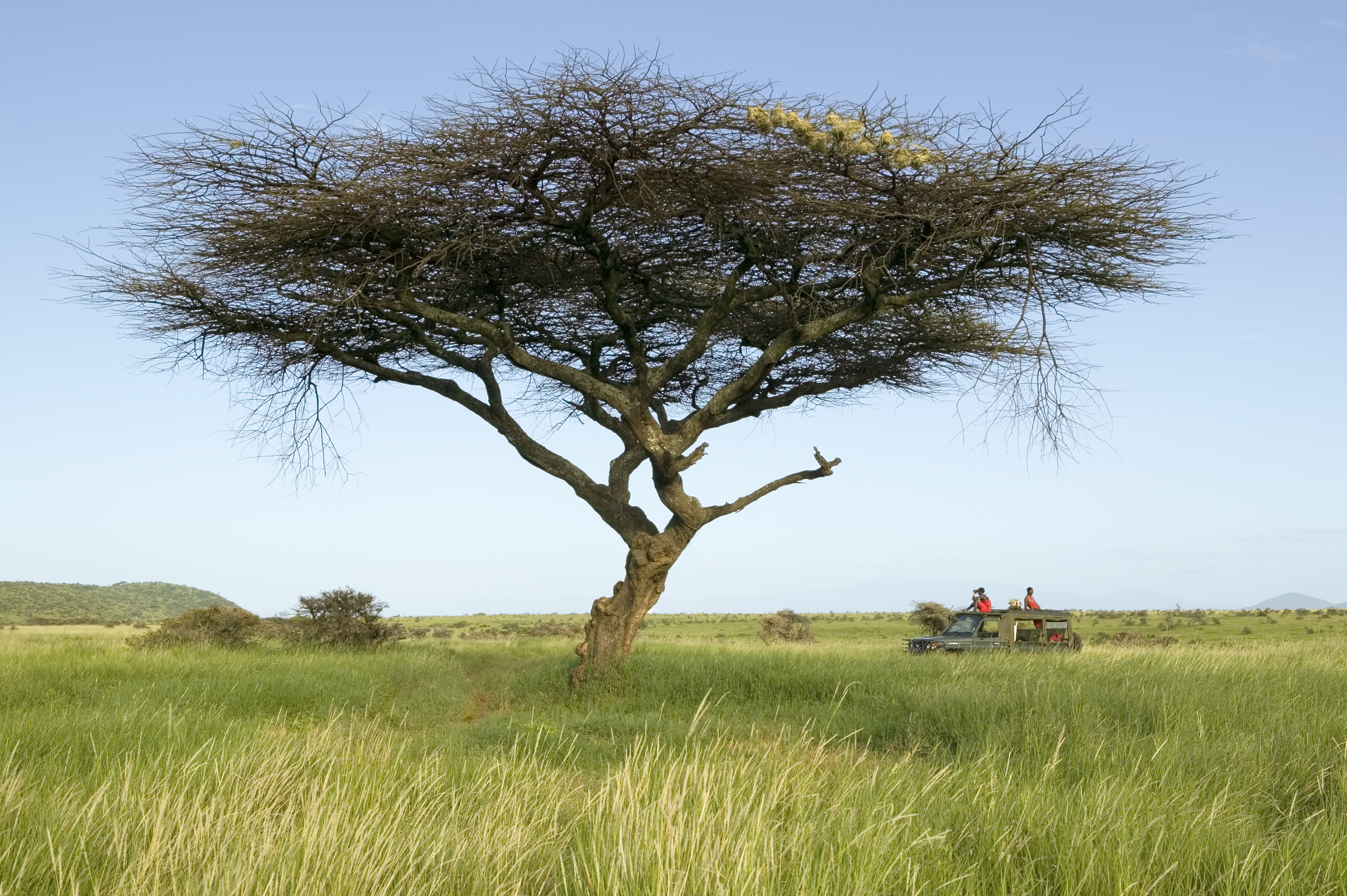 african safari