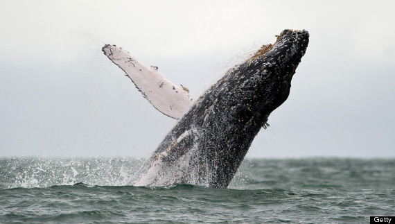 humpback