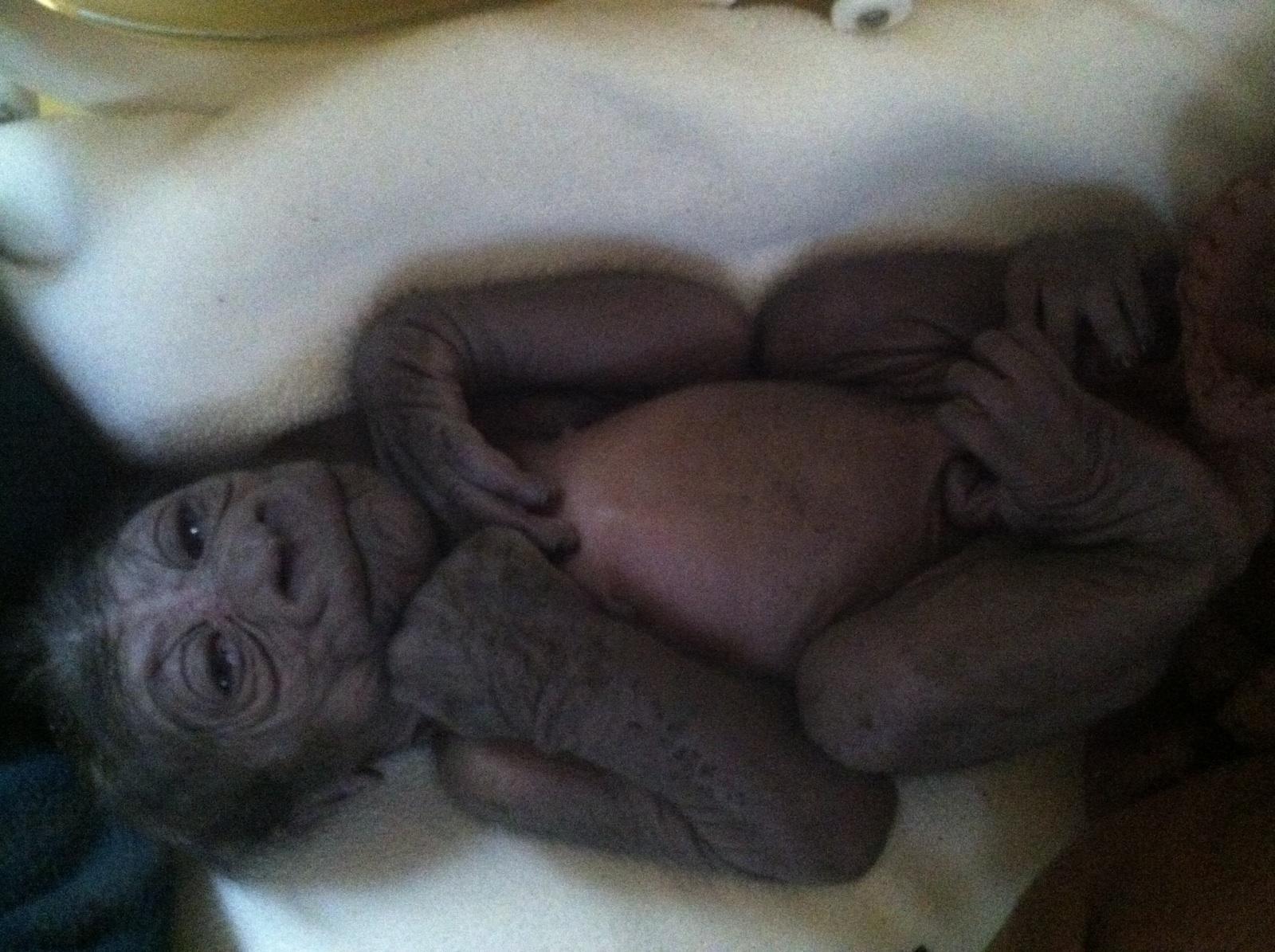 baby gorilla