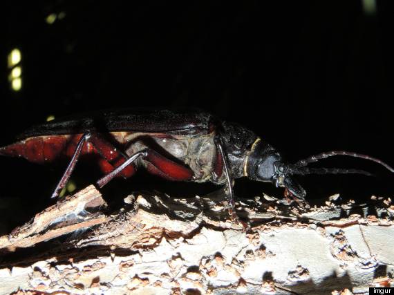 palo verde beetle