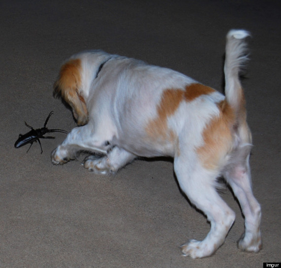 palo verde beetle