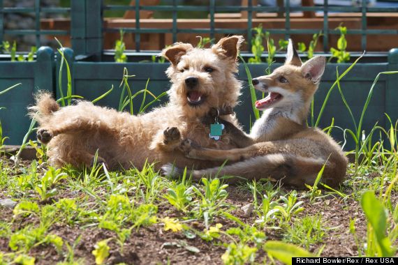 real life fox and the hound