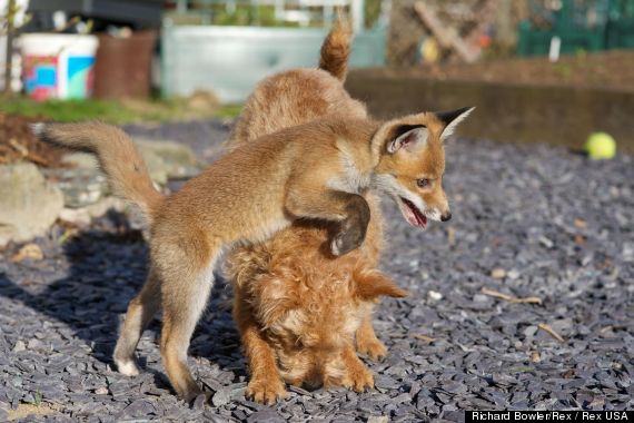 real life fox and the hound