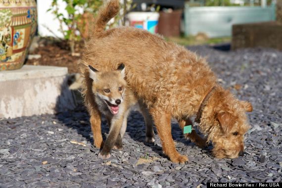 real life fox and the hound