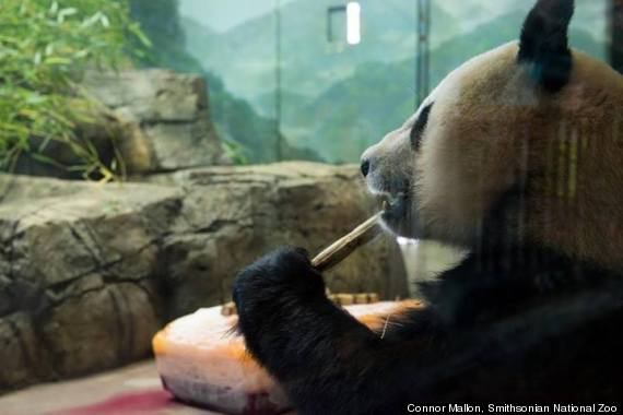 mei xiang birthday