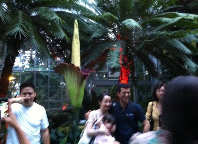 corpse flower