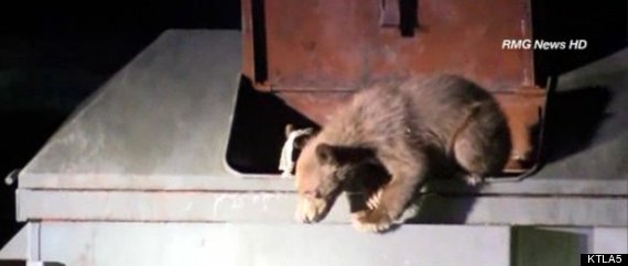 azusa bear cub rescued
