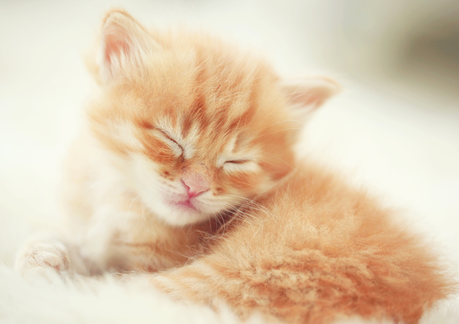 Kitten Nearly Dies On Vegan Diet, Gets Healed With Meat | HuffPost
