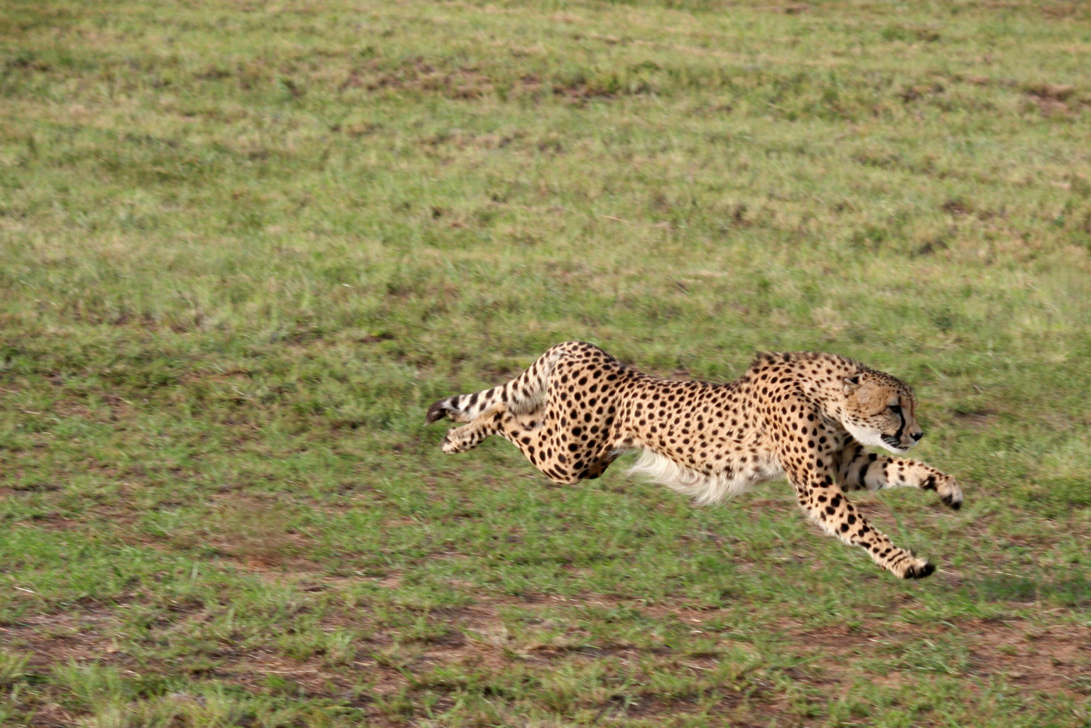 Chris Johnson And Devin Hester Race Cheetah For Nat Geo Wild Special ...