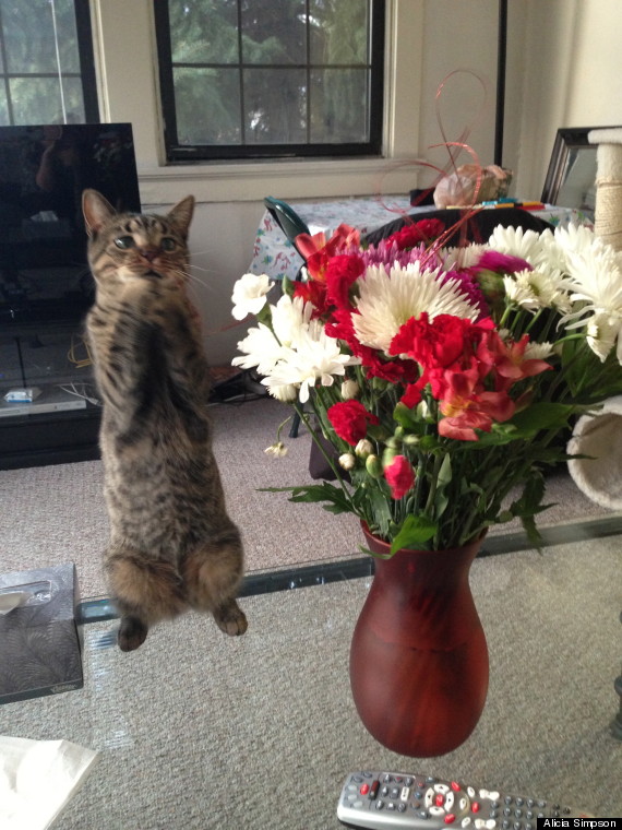 cat flowers