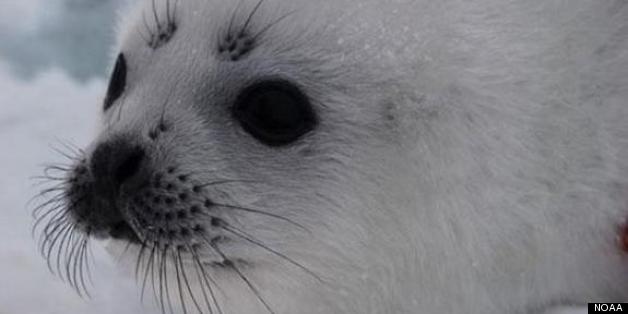 Why Can't These Seals Go Home? | HuffPost