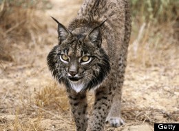 iberian lynx