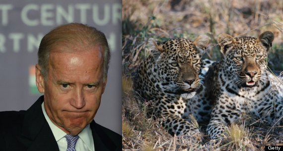 biden leopards