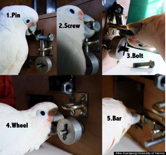 cockatoos pick locks
