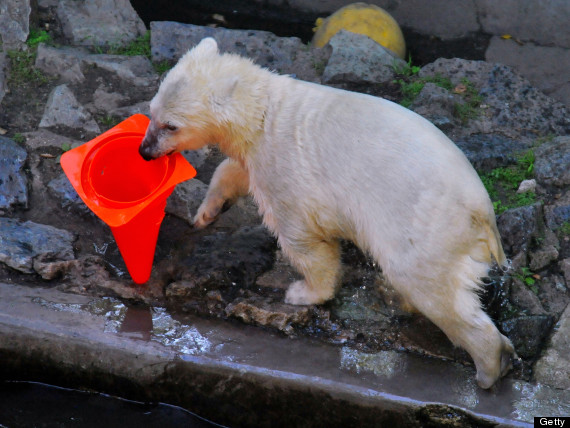 nanuk the polar bear