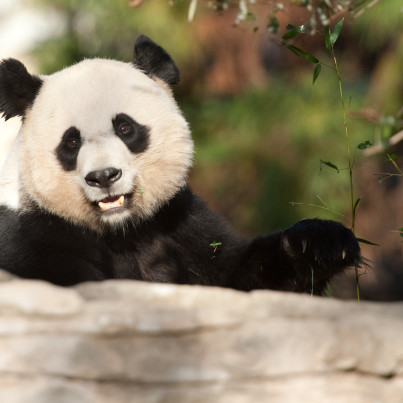 mei xiang