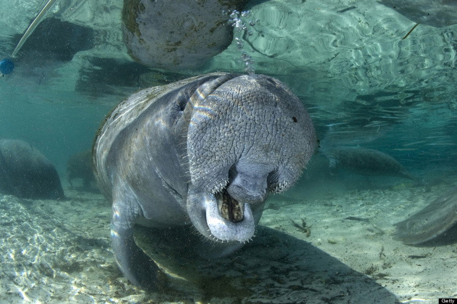 manatee