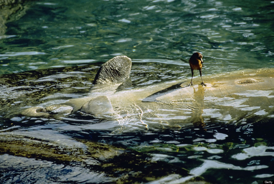 manatee