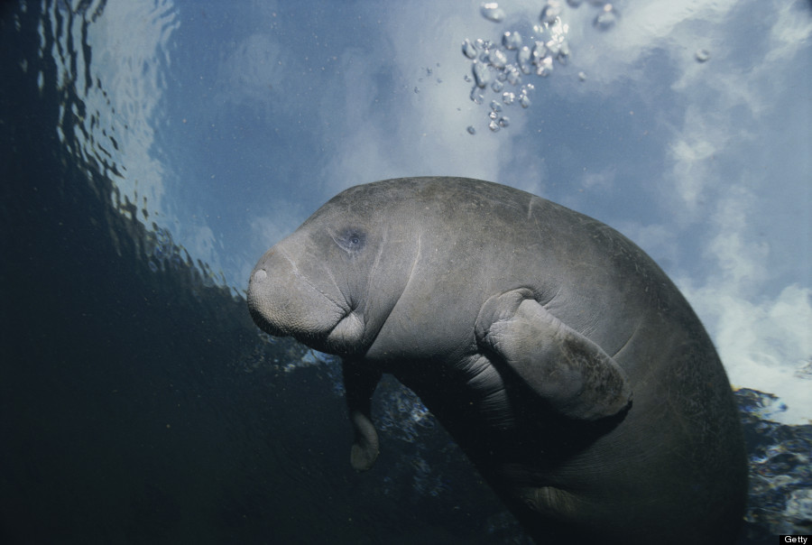 florida manatee