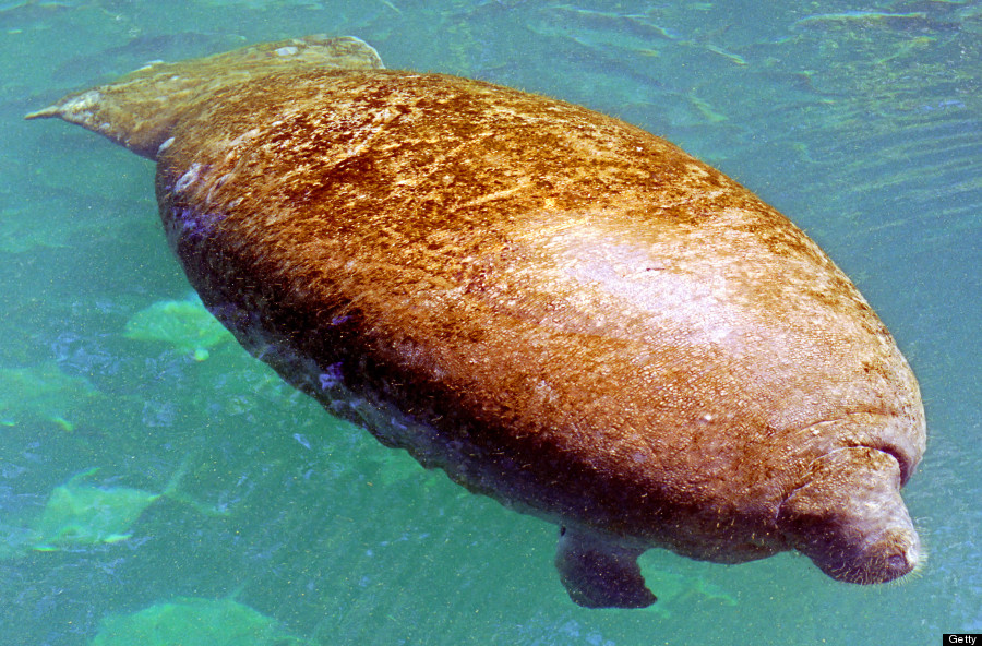 manatee