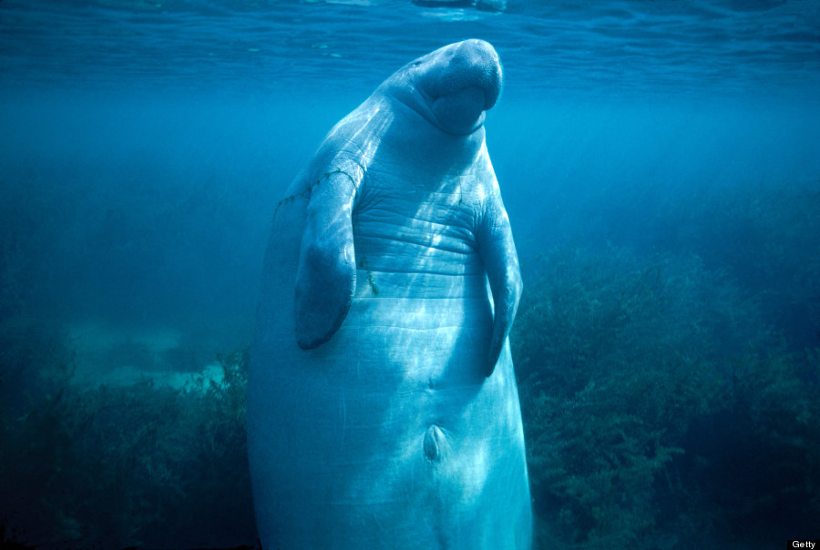 20 Photos Of Manatees Doing Manatee Things And Being Very Cute (PHOTOS