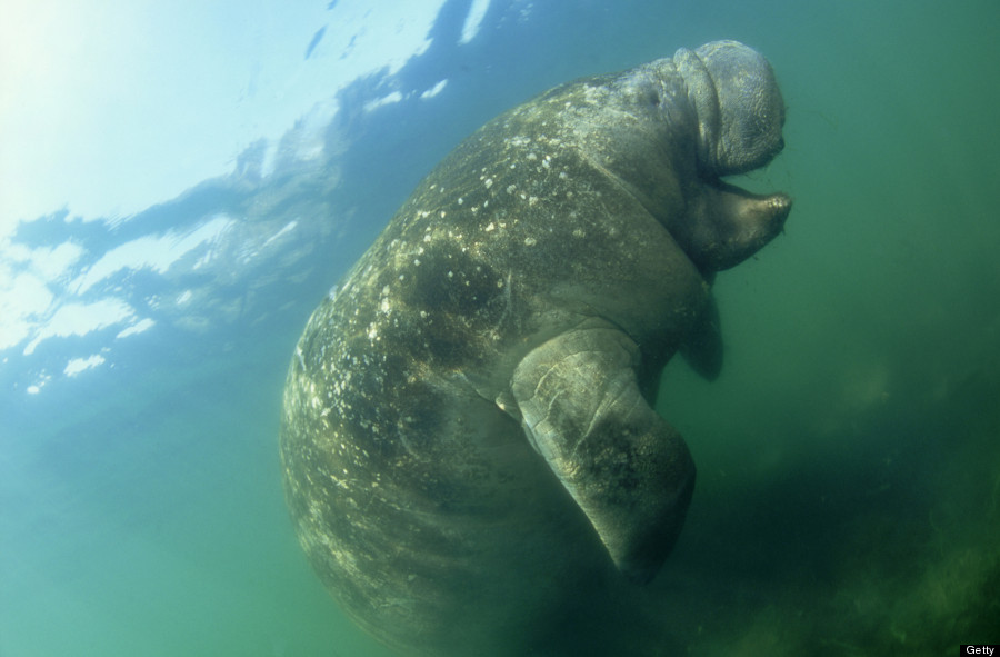 manatee