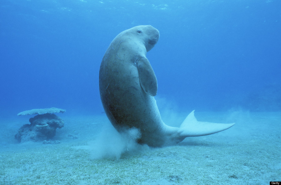 manatee