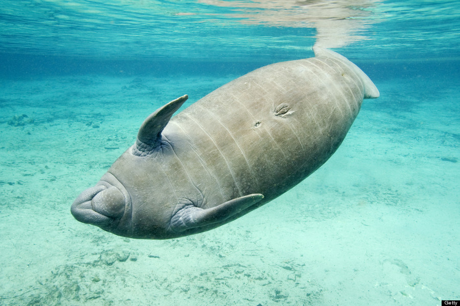 manatee