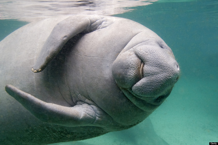 manatee