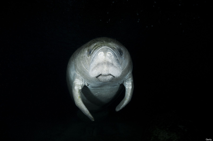 manatee