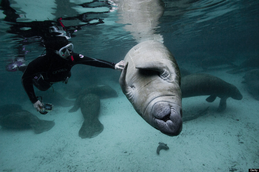 manatee