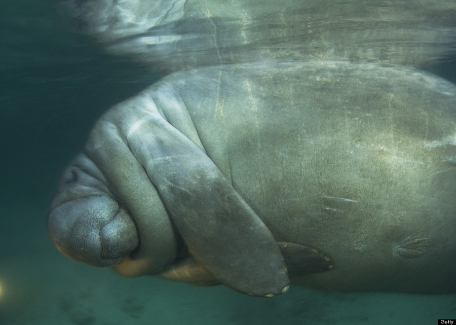 manatee sleeping