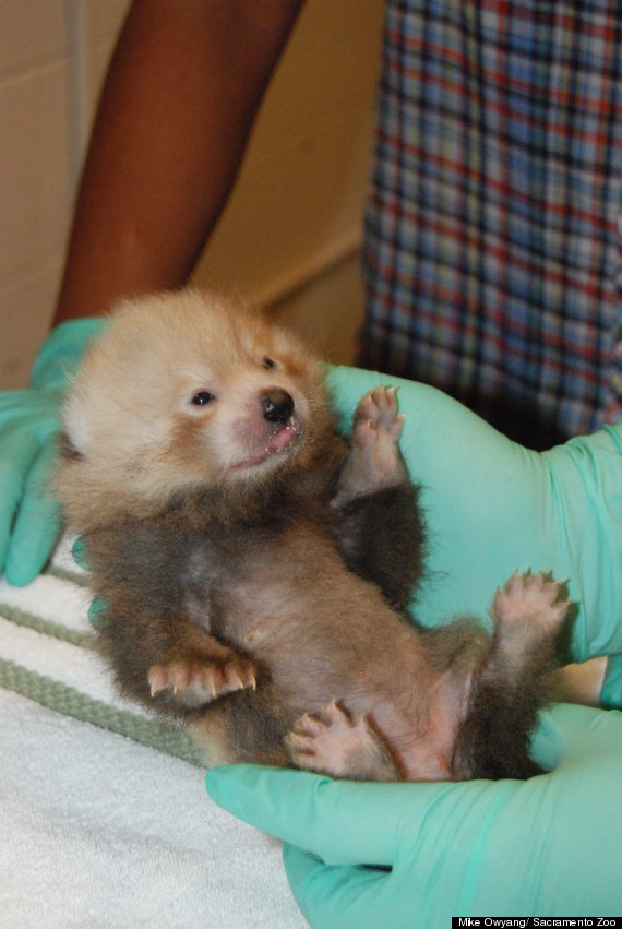 sacramento zoo red panda