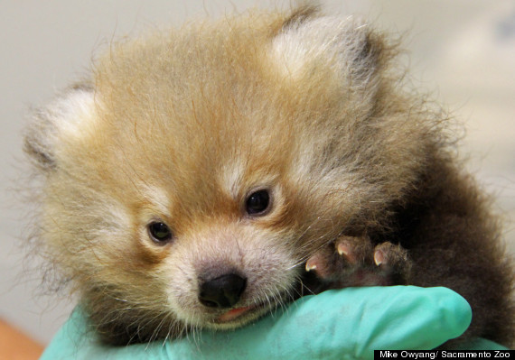 baby red panda