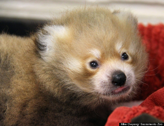 red panda cub