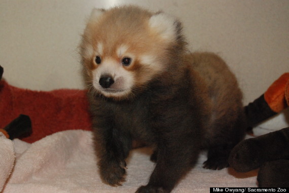 red panda cub sacramento zoo