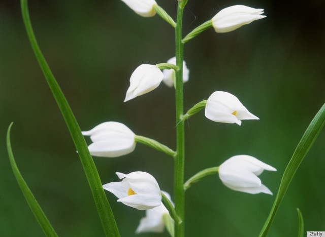 white helleborine orchid