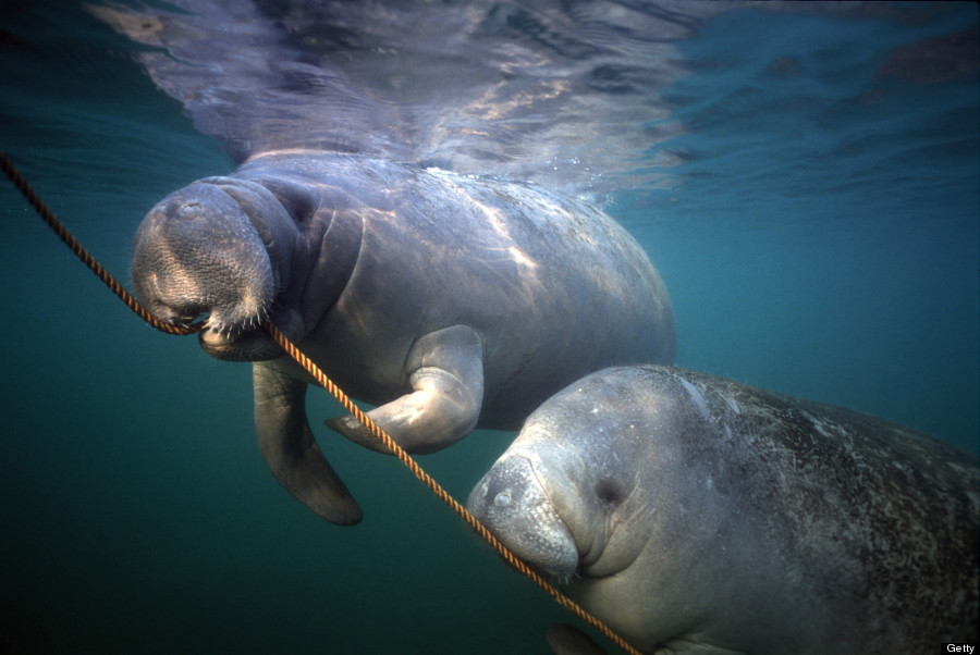 manatee