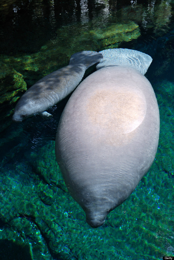 manatee