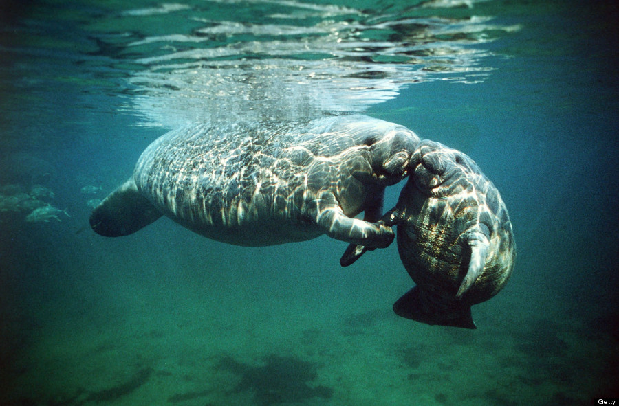 manatees