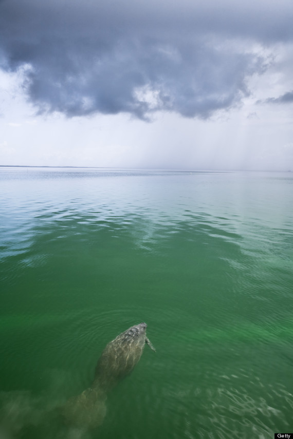 manatee