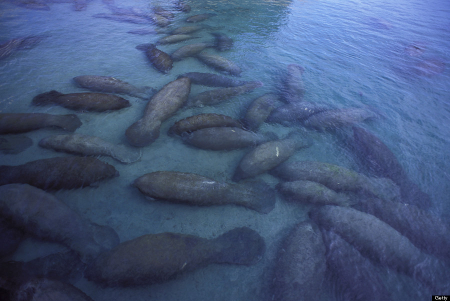 manatees