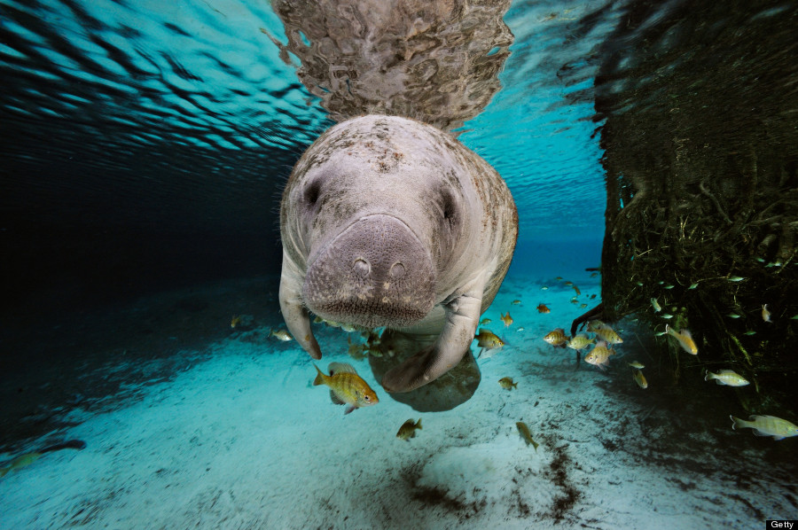 manatee